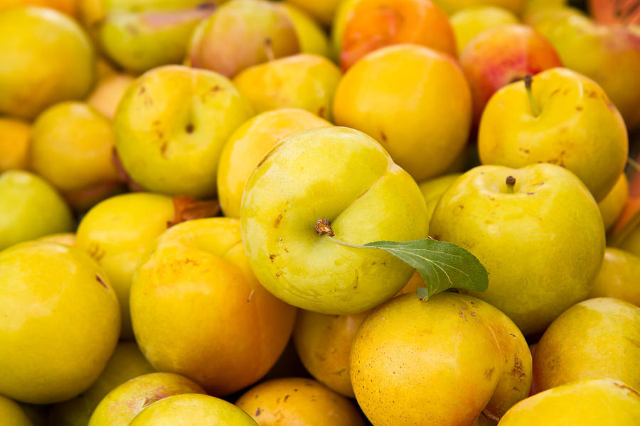 YELLOW PLUMS